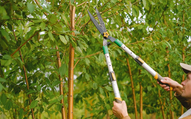 Tree trimming in Osage, IA